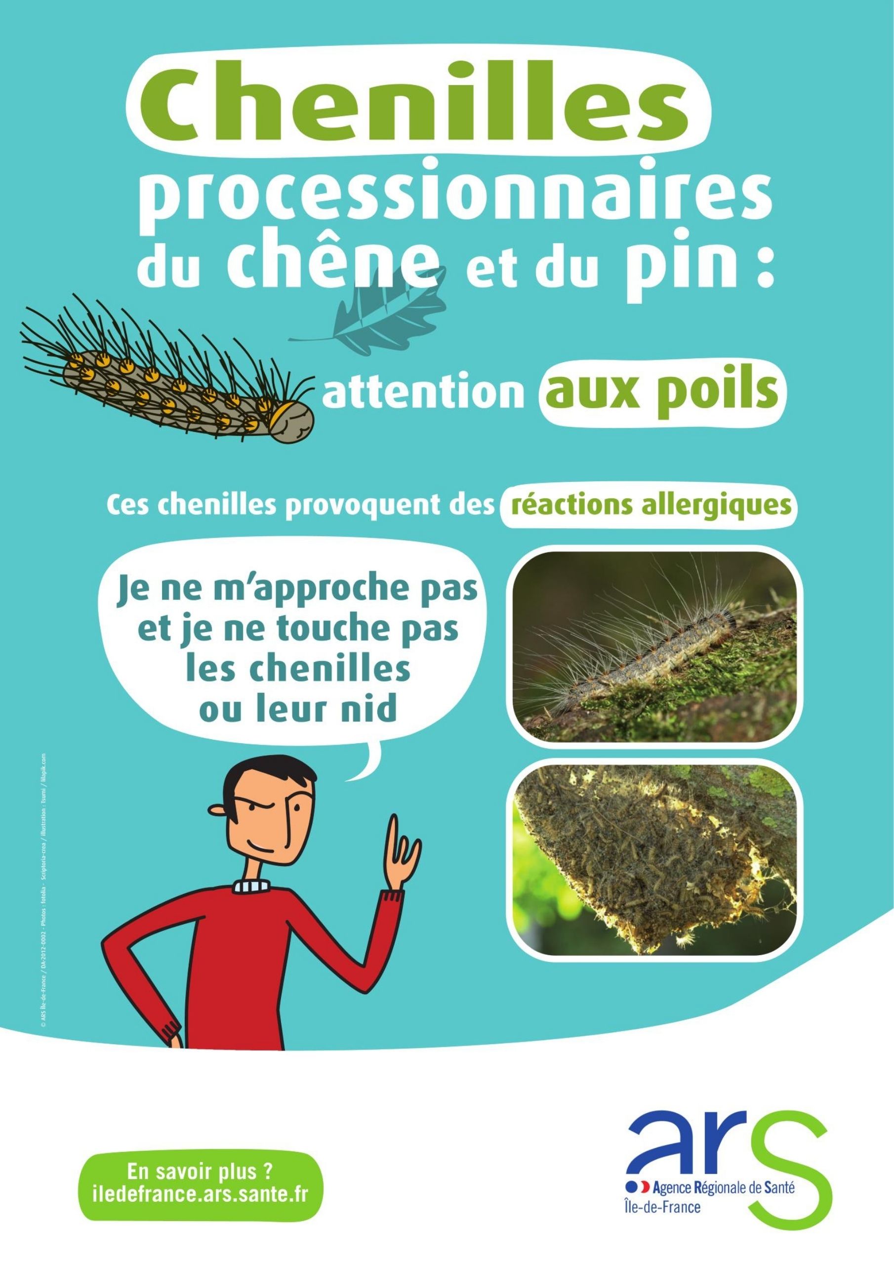 Chenilles processionnaires
